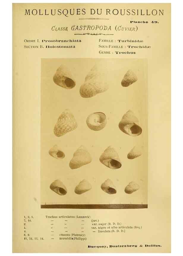 Reproducción/Reproduction 49806302223: Les mollusques marins du Roussillon. Paris :J.-B. Baillière,[1882]-[1898]. 