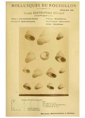 Reproducción/Reproduction 49806302223: Les mollusques marins du Roussillon. Paris :J.-B. Baillière,[1882]-[1898]. 