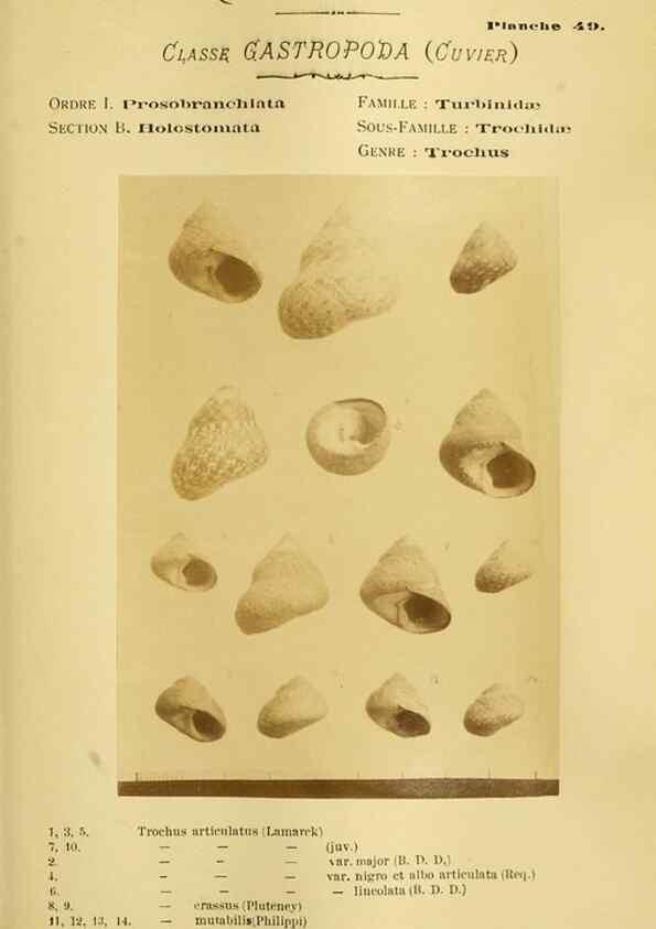 Reproducción/Reproduction 49806302223: Les mollusques marins du Roussillon. Paris :J.-B. Baillière,[1882]-[1898]. 