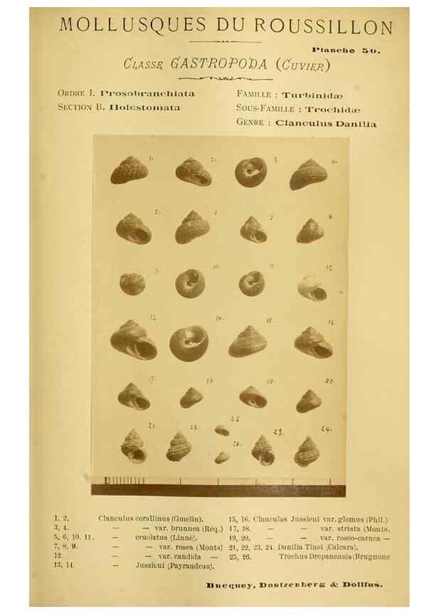 Reproducción/Reproduction 49806855346: Les mollusques marins du Roussillon. Paris :J.-B. Baillière,[1882]-[1898]. 