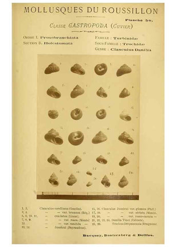 Reproducción/Reproduction 49806855346: Les mollusques marins du Roussillon. Paris :J.-B. Baillière,[1882]-[1898]. 