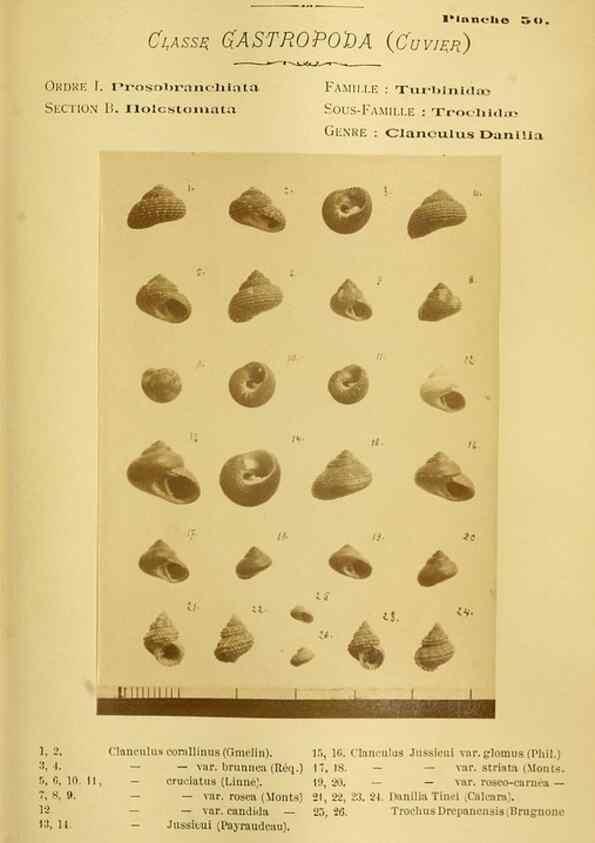 Reproducción/Reproduction 49806855346: Les mollusques marins du Roussillon. Paris :J.-B. Baillière,[1882]-[1898]. 