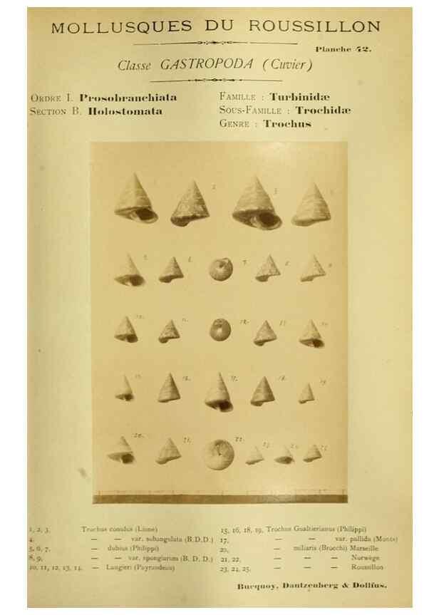 Reproducción/Reproduction 49806300238: Les mollusques marins du Roussillon. Paris :J.-B. Baillière,[1882]-[1898]. 