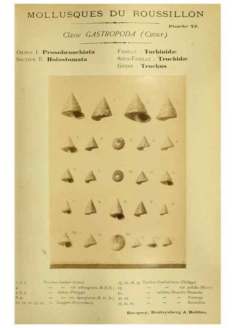 Reproducción/Reproduction 49806300238: Les mollusques marins du Roussillon. Paris :J.-B. Baillière,[1882]-[1898]. 