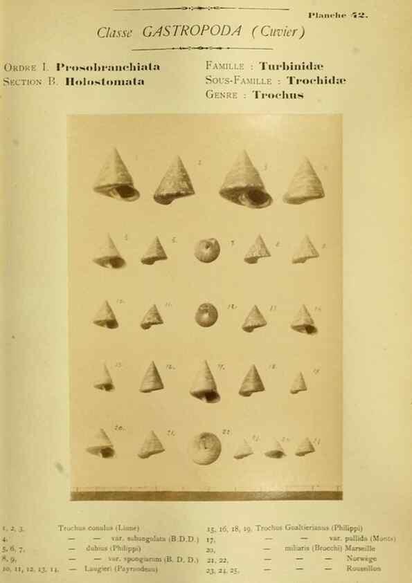 Reproducción/Reproduction 49806300238: Les mollusques marins du Roussillon. Paris :J.-B. Baillière,[1882]-[1898]. 