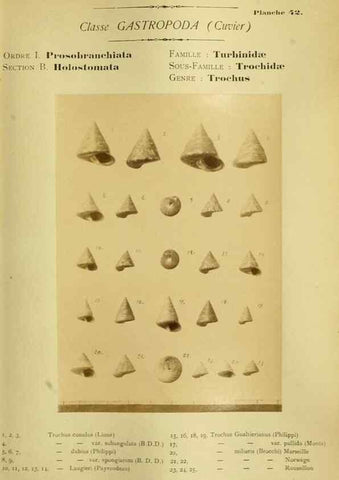 Reproducción/Reproduction 49806300238: Les mollusques marins du Roussillon. Paris :J.-B. Baillière,[1882]-[1898]. 