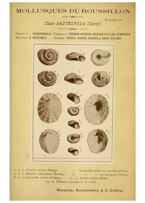 Reproducción/Reproduction 49806302793: Les mollusques marins du Roussillon. Paris :J.-B. Baillière,[1882]-[1898]. 
