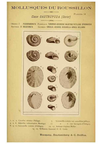 Reproducción/Reproduction 49806302793: Les mollusques marins du Roussillon. Paris :J.-B. Baillière,[1882]-[1898]. 