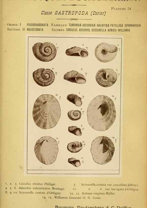 Reproducción/Reproduction 49806302793: Les mollusques marins du Roussillon. Paris :J.-B. Baillière,[1882]-[1898]. 