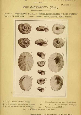 Reproducción/Reproduction 49806302793: Les mollusques marins du Roussillon. Paris :J.-B. Baillière,[1882]-[1898]. 