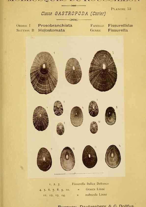 Reproducción/Reproduction 49807167907: Les mollusques marins du Roussillon. Paris :J.-B. Baillière,[1882]-[1898]. 