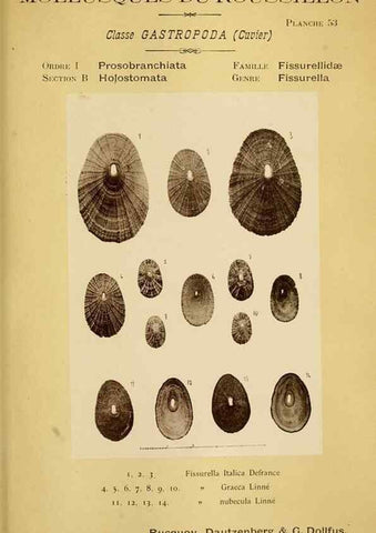 Reproducción/Reproduction 49807167907: Les mollusques marins du Roussillon. Paris :J.-B. Baillière,[1882]-[1898]. 