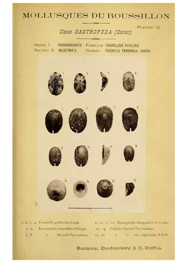 Reproducción/Reproduction 49806303463: Les mollusques marins du Roussillon. Paris :J.-B. Baillière,[1882]-[1898]. 