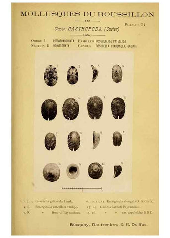 Reproducción/Reproduction 49806303463: Les mollusques marins du Roussillon. Paris :J.-B. Baillière,[1882]-[1898]. 