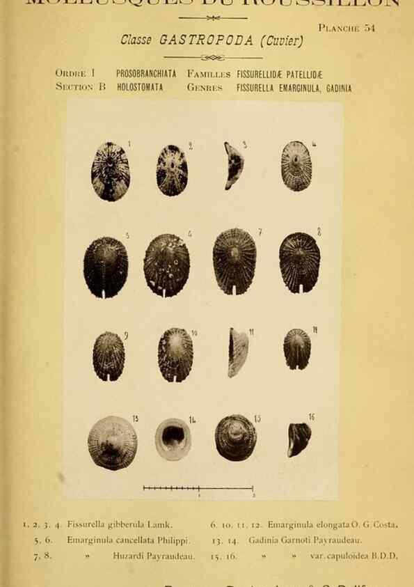 Reproducción/Reproduction 49806303463: Les mollusques marins du Roussillon. Paris :J.-B. Baillière,[1882]-[1898]. 