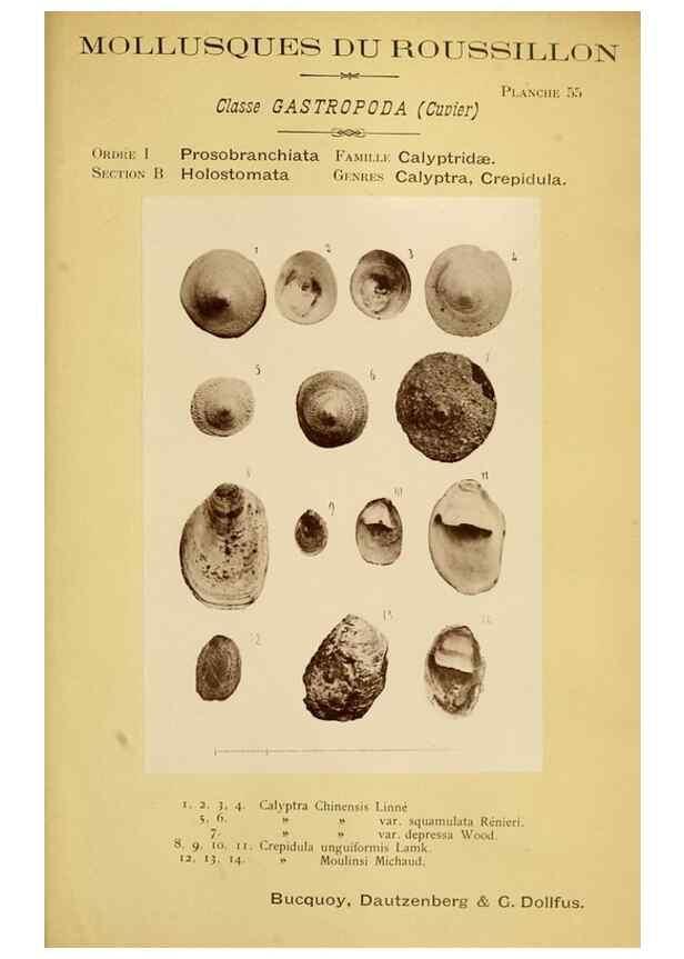 Reproducción/Reproduction 49807168352: Les mollusques marins du Roussillon. Paris :J.-B. Baillière,[1882]-[1898]. 