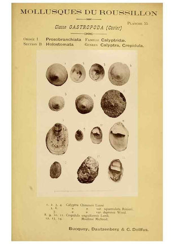 Reproducción/Reproduction 49807168352: Les mollusques marins du Roussillon. Paris :J.-B. Baillière,[1882]-[1898]. 