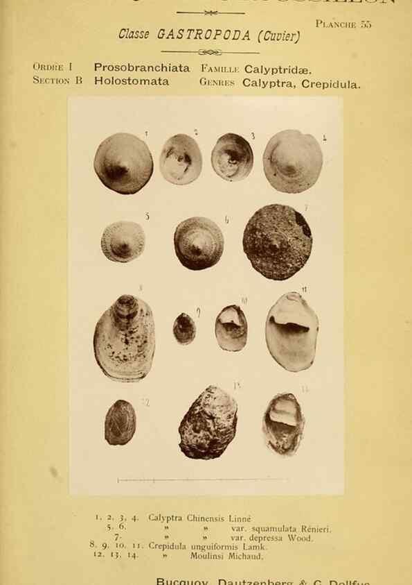 Reproducción/Reproduction 49807168352: Les mollusques marins du Roussillon. Paris :J.-B. Baillière,[1882]-[1898]. 
