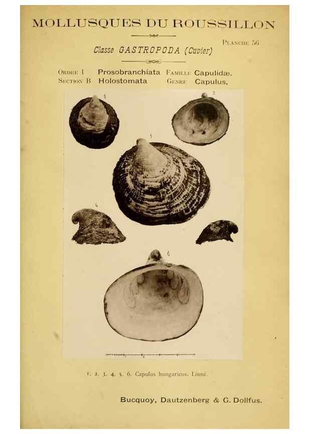 Reproducción/Reproduction 49806303893: Les mollusques marins du Roussillon. Paris :J.-B. Baillière,[1882]-[1898]. 