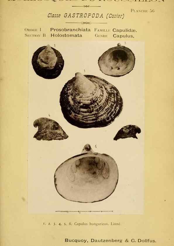 Reproducción/Reproduction 49806303893: Les mollusques marins du Roussillon. Paris :J.-B. Baillière,[1882]-[1898]. 