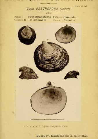 Reproducción/Reproduction 49806303893: Les mollusques marins du Roussillon. Paris :J.-B. Baillière,[1882]-[1898]. 