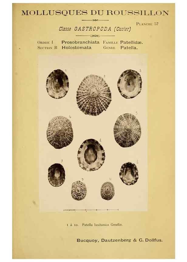 Reproducción/Reproduction 49806857086: Les mollusques marins du Roussillon. Paris :J.-B. Baillière,[1882]-[1898]. 