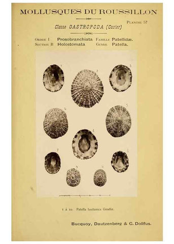 Reproducción/Reproduction 49806857086: Les mollusques marins du Roussillon. Paris :J.-B. Baillière,[1882]-[1898]. 