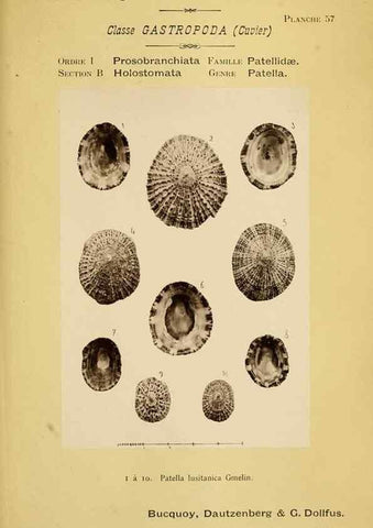 Reproducción/Reproduction 49806857086: Les mollusques marins du Roussillon. Paris :J.-B. Baillière,[1882]-[1898]. 
