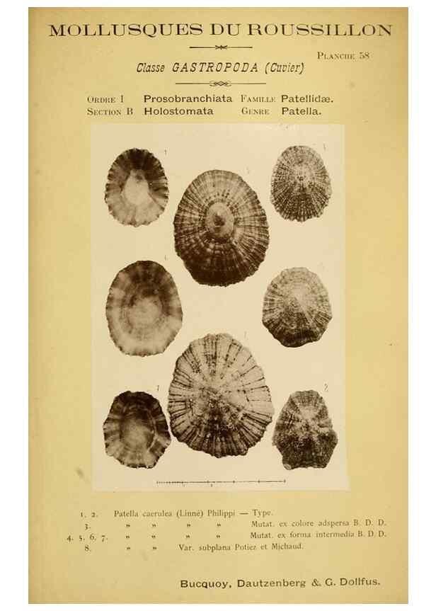 Reproducción/Reproduction 49806857326: Les mollusques marins du Roussillon. Paris :J.-B. Baillière,[1882]-[1898]. 