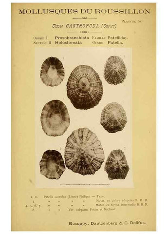Reproducción/Reproduction 49806857326: Les mollusques marins du Roussillon. Paris :J.-B. Baillière,[1882]-[1898]. 