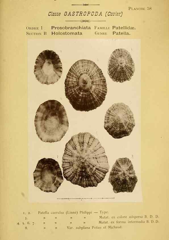 Reproducción/Reproduction 49806857326: Les mollusques marins du Roussillon. Paris :J.-B. Baillière,[1882]-[1898]. 