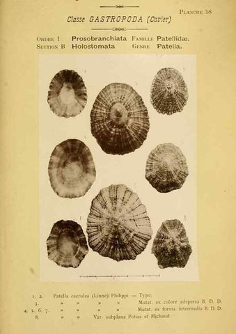 Reproducción/Reproduction 49806857326: Les mollusques marins du Roussillon. Paris :J.-B. Baillière,[1882]-[1898]. 