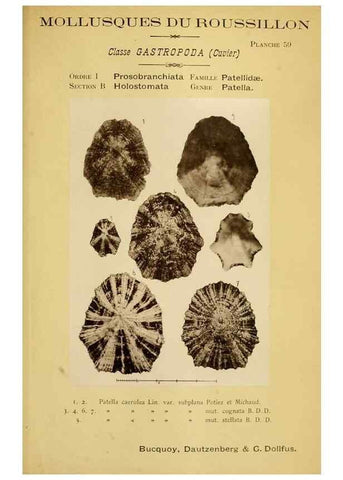 Reproducción/Reproduction 49807169252: Les mollusques marins du Roussillon. Paris :J.-B. Baillière,[1882]-[1898]. 