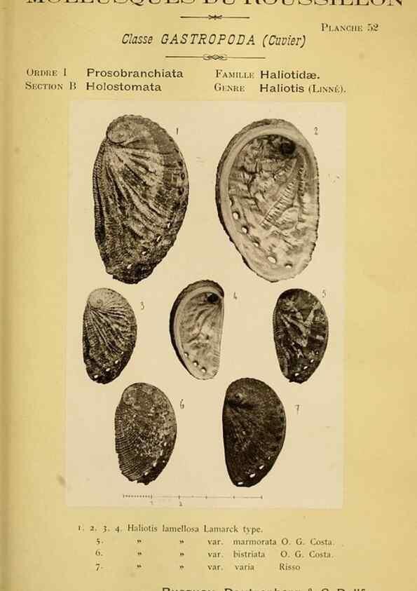 Reproducción/Reproduction 49806855886: Les mollusques marins du Roussillon. Paris :J.-B. Baillière,[1882]-[1898]. 