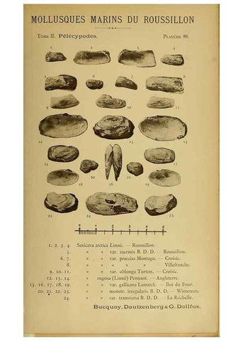 Reproducción/Reproduction 49806978426: Les mollusques marins du Roussillon. Paris :J.-B. Baillière,[1882]-[1898]. 