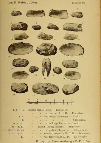 Reproducción/Reproduction 49806978426: Les mollusques marins du Roussillon. Paris :J.-B. Baillière,[1882]-[1898]. 