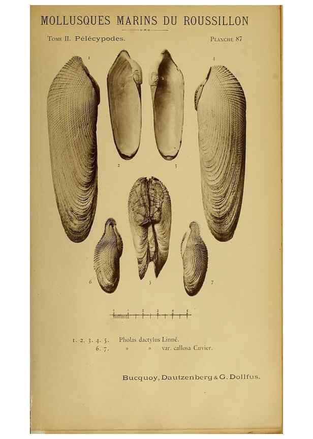 Reproducción/Reproduction 49806978666: Les mollusques marins du Roussillon. Paris :J.-B. Baillière,[1882]-[1898]. 