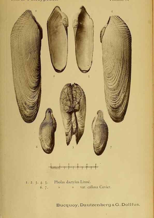 Reproducción/Reproduction 49806978666: Les mollusques marins du Roussillon. Paris :J.-B. Baillière,[1882]-[1898]. 