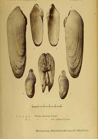 Reproducción/Reproduction 49806978666: Les mollusques marins du Roussillon. Paris :J.-B. Baillière,[1882]-[1898]. 
