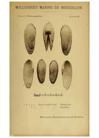 Reproducción/Reproduction 49807288747: Les mollusques marins du Roussillon. Paris :J.-B. Baillière,[1882]-[1898]. 