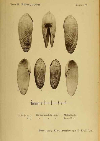 Reproducción/Reproduction 49807288747: Les mollusques marins du Roussillon. Paris :J.-B. Baillière,[1882]-[1898]. 