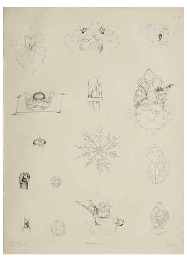 Reproducción/Reproduction 49809265593: The marine invertebrates and fishes of St. Andrews /. Edinburgh :A. and C. Black; [etc., etc.]1875.. 