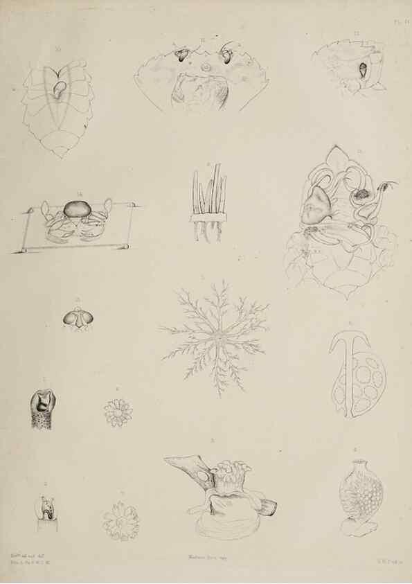 Reproducción/Reproduction 49809265593: The marine invertebrates and fishes of St. Andrews /. Edinburgh :A. and C. Black; [etc., etc.]1875.. 