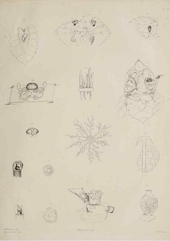 Reproducción/Reproduction 49809265593: The marine invertebrates and fishes of St. Andrews /. Edinburgh :A. and C. Black; [etc., etc.]1875.. 