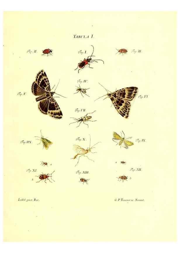 Reproducción/Reproduction 49810587922: Iacobi Christiani Schaefferi s.s. theologiae et philosophiae doctoris ... Icones insectorum circa Ratisbonam indigenorum :. Ratisbonae :Typis Breitfeldianis,MDCCLXXIX [1766-1779]. 