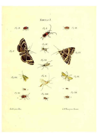 Reproducción/Reproduction 49810587922: Iacobi Christiani Schaefferi s.s. theologiae et philosophiae doctoris ... Icones insectorum circa Ratisbonam indigenorum :. Ratisbonae :Typis Breitfeldianis,MDCCLXXIX [1766-1779]. 