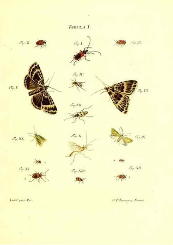 Reproducción/Reproduction 49810587922: Iacobi Christiani Schaefferi s.s. theologiae et philosophiae doctoris ... Icones insectorum circa Ratisbonam indigenorum :. Ratisbonae :Typis Breitfeldianis,MDCCLXXIX [1766-1779]. 