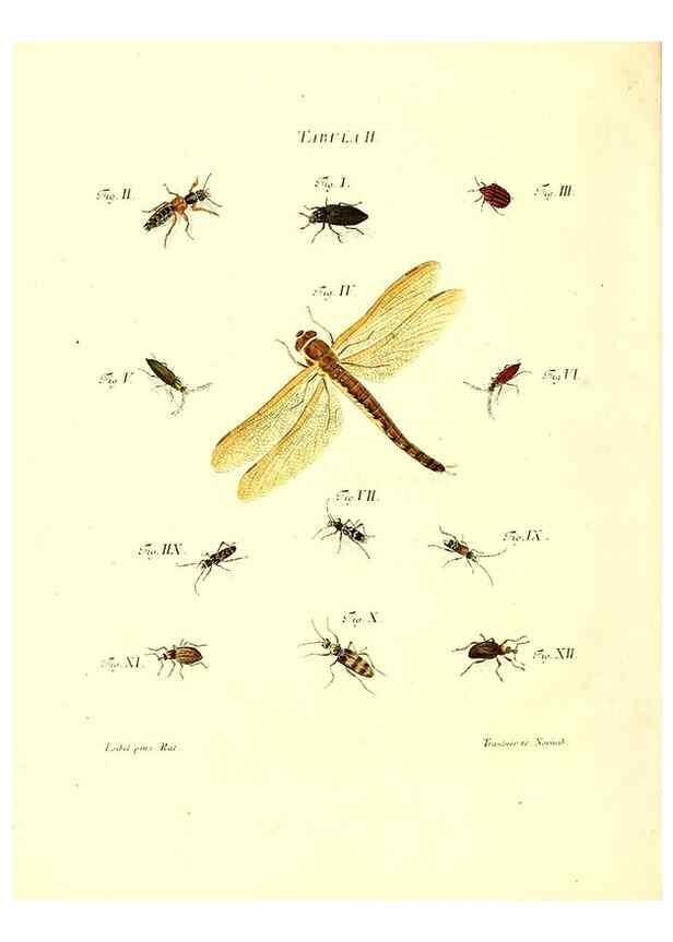 Reproducción/Reproduction 49809733678: Iacobi Christiani Schaefferi s.s. theologiae et philosophiae doctoris ... Icones insectorum circa Ratisbonam indigenorum :. Ratisbonae :Typis Breitfeldianis,MDCCLXXIX [1766-1779]. 