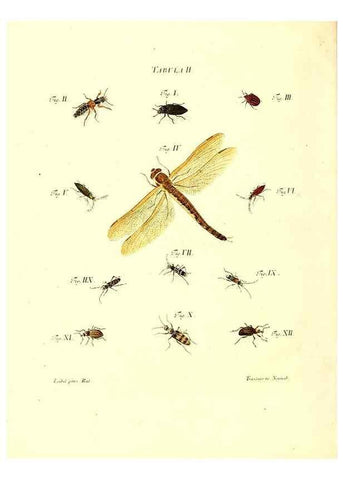 Reproducción/Reproduction 49809733678: Iacobi Christiani Schaefferi s.s. theologiae et philosophiae doctoris ... Icones insectorum circa Ratisbonam indigenorum :. Ratisbonae :Typis Breitfeldianis,MDCCLXXIX [1766-1779]. 