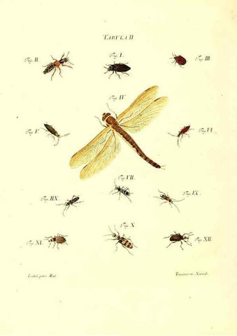 Reproducción/Reproduction 49809733678: Iacobi Christiani Schaefferi s.s. theologiae et philosophiae doctoris ... Icones insectorum circa Ratisbonam indigenorum :. Ratisbonae :Typis Breitfeldianis,MDCCLXXIX [1766-1779]. 